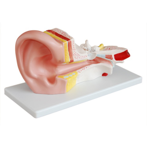 Middle ear anatomical model